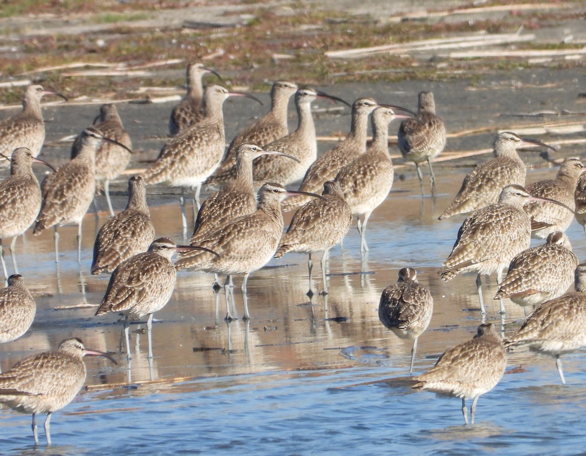 Whimbrel - ML618936477