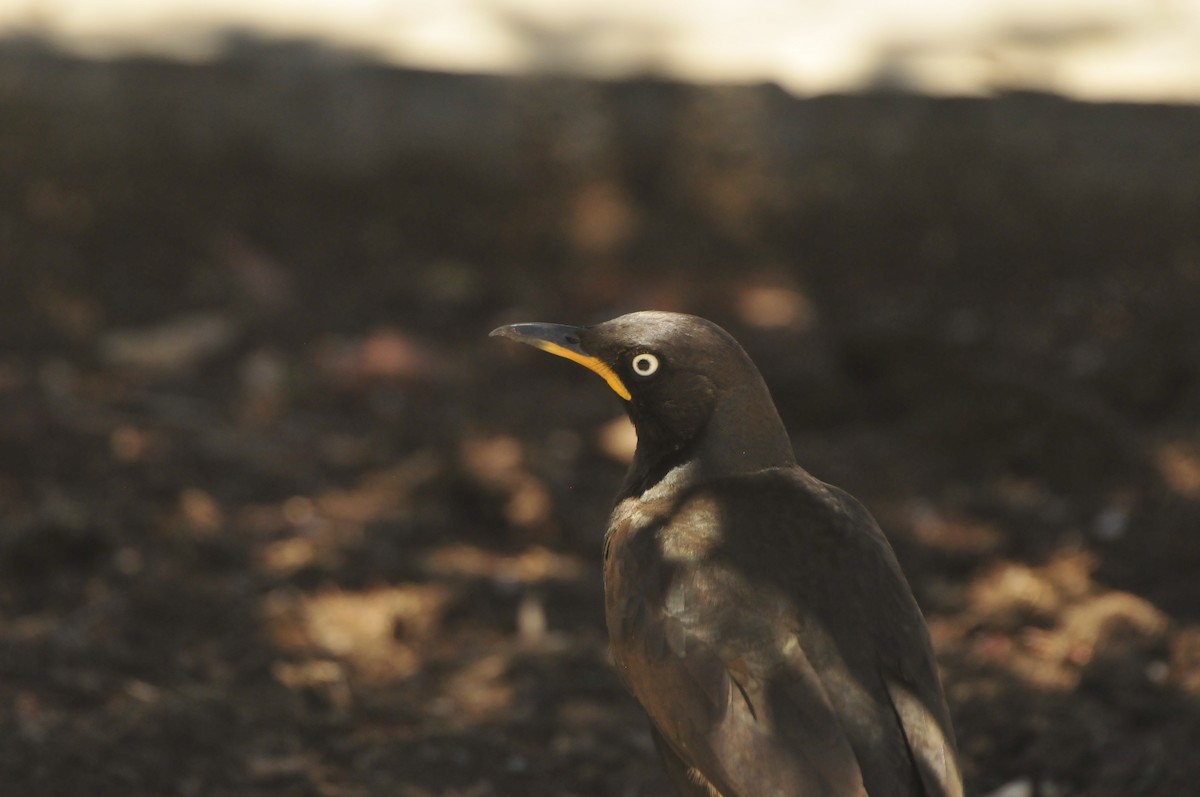 African Pied Starling - Dominic More O’Ferrall
