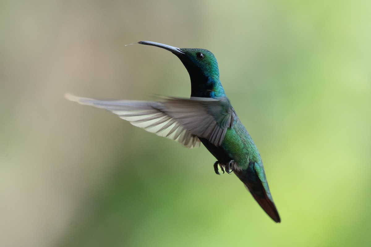 kolibřík tropický - ML618936504