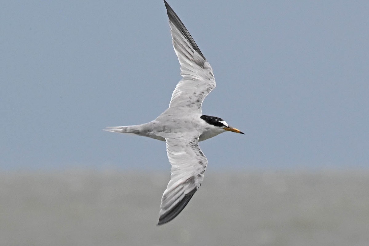 Least Tern - Troy Hibbitts