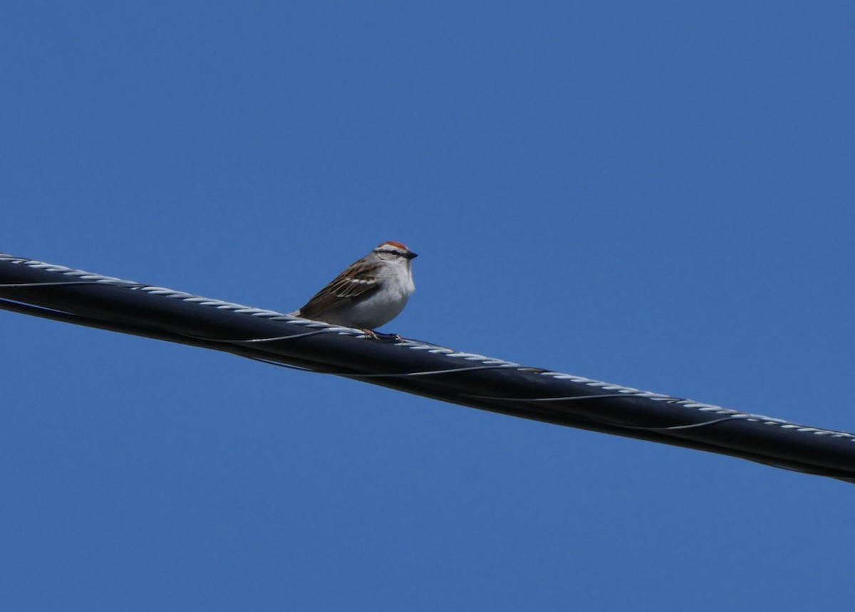Chipping Sparrow - ML618936532
