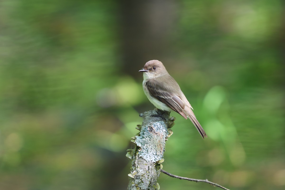 Eastern Phoebe - Janice Farral