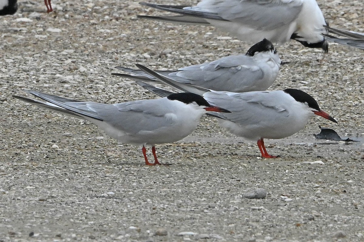 Common Tern - Troy Hibbitts