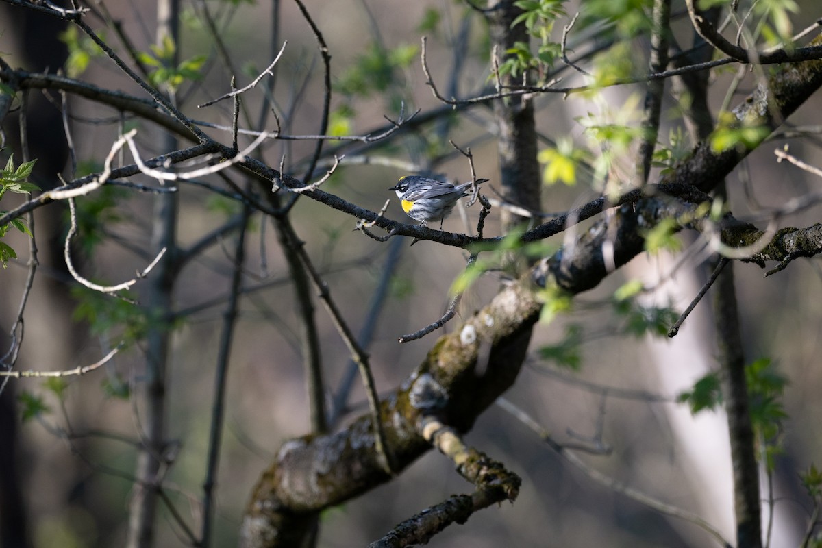 Yellow-rumped Warbler - ML618936577