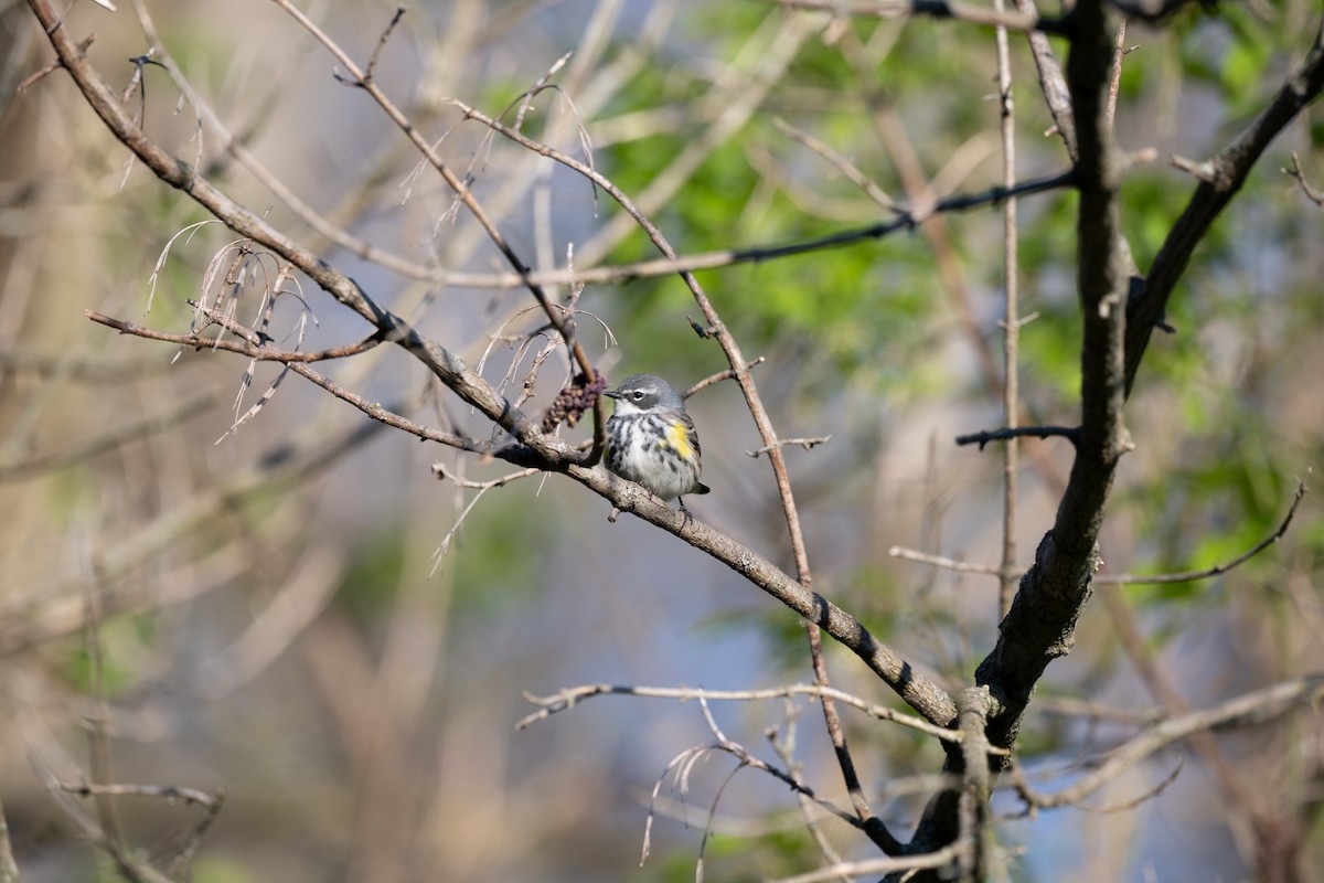 Yellow-rumped Warbler - ML618936578