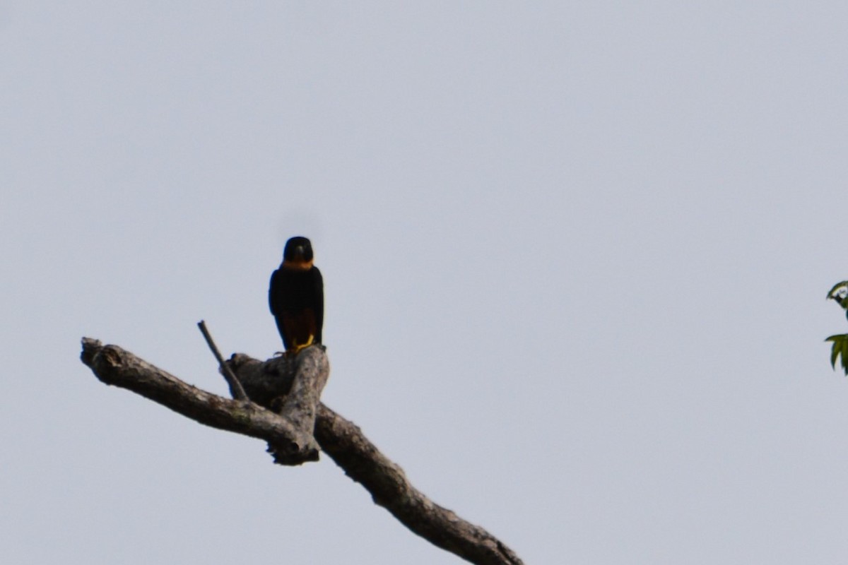 Bat Falcon - ML618936583