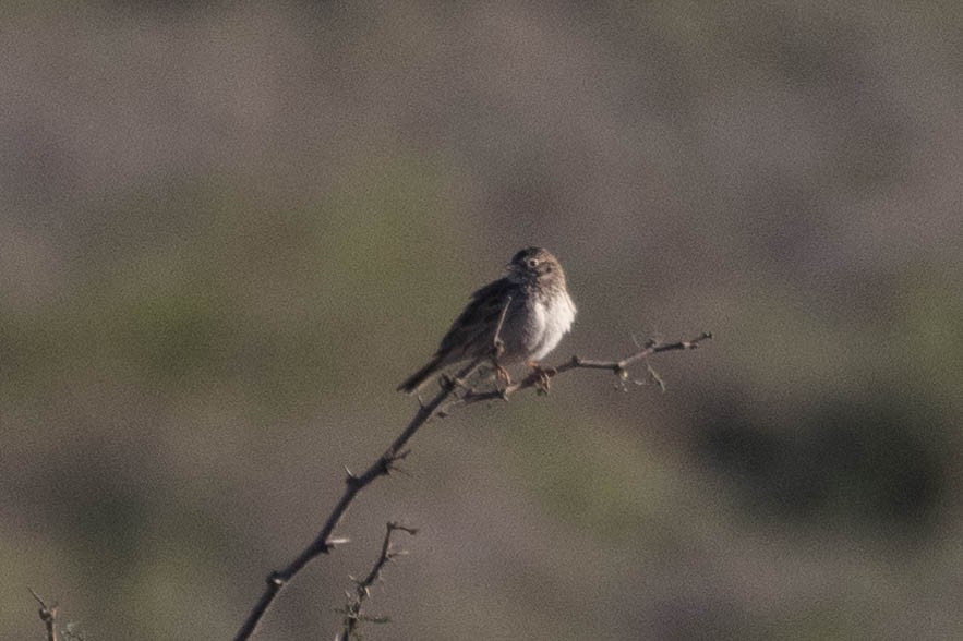 Brewer's Sparrow - Kenny Younger