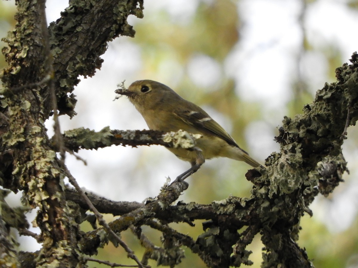 Hutton's Vireo - Jim Davis