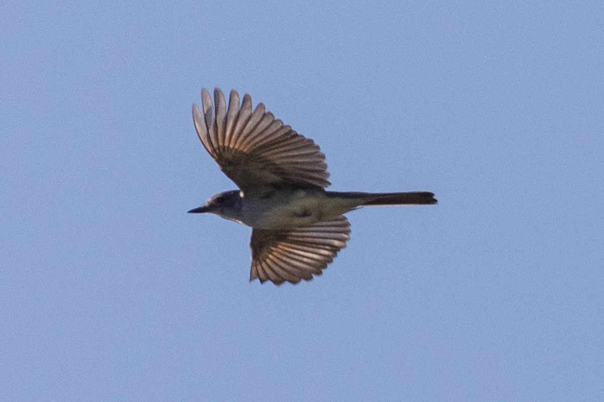 Ash-throated Flycatcher - Kenny Younger