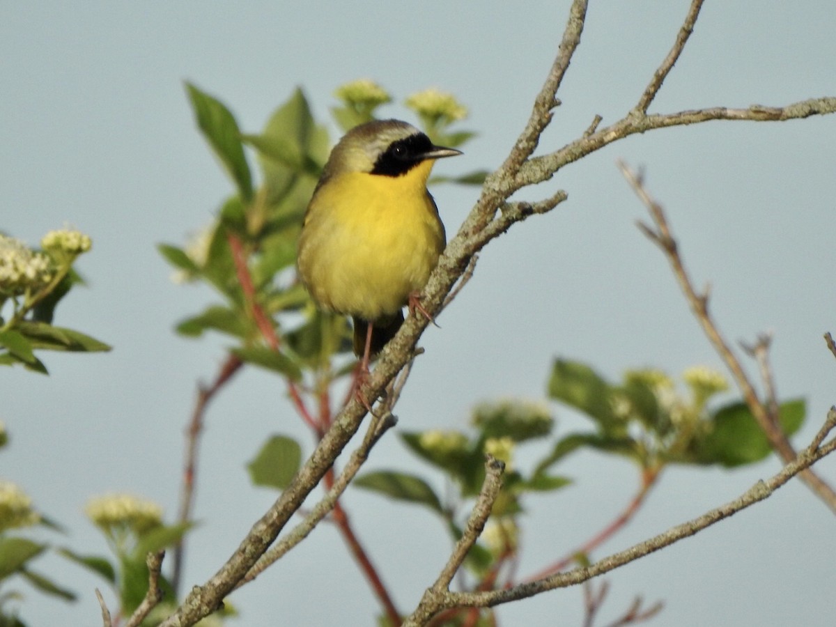 Common Yellowthroat - Anita Hooker