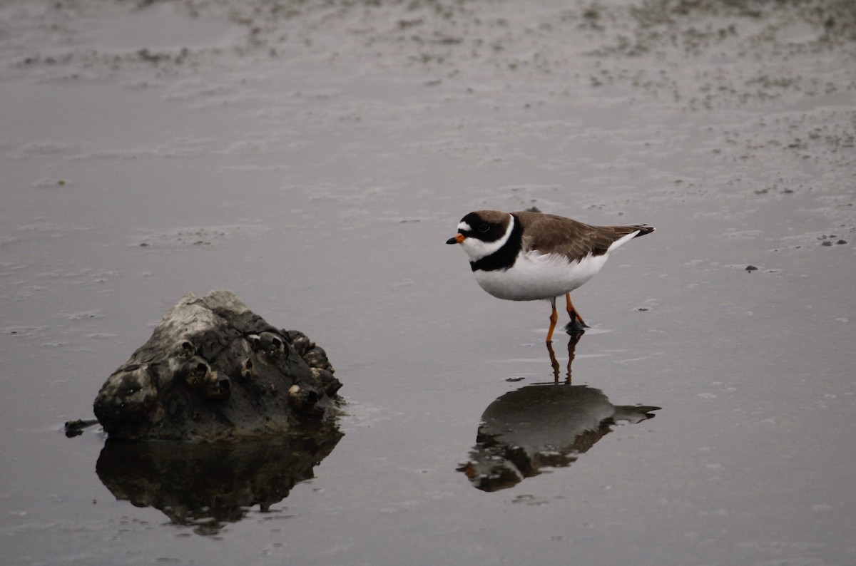 Semipalmated Plover - Jane Barker-Hunt