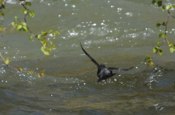 American Dipper - Annie Beckstrand