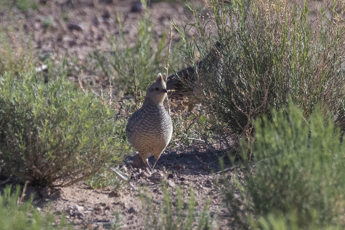 Scaled Quail - Kenny Younger