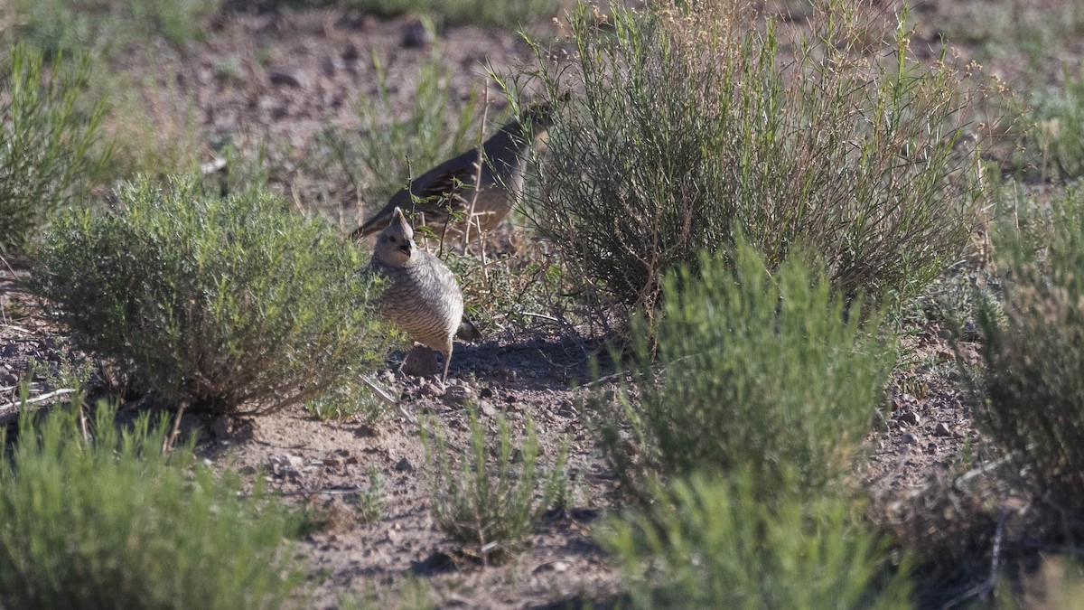 Scaled Quail - Kenny Younger