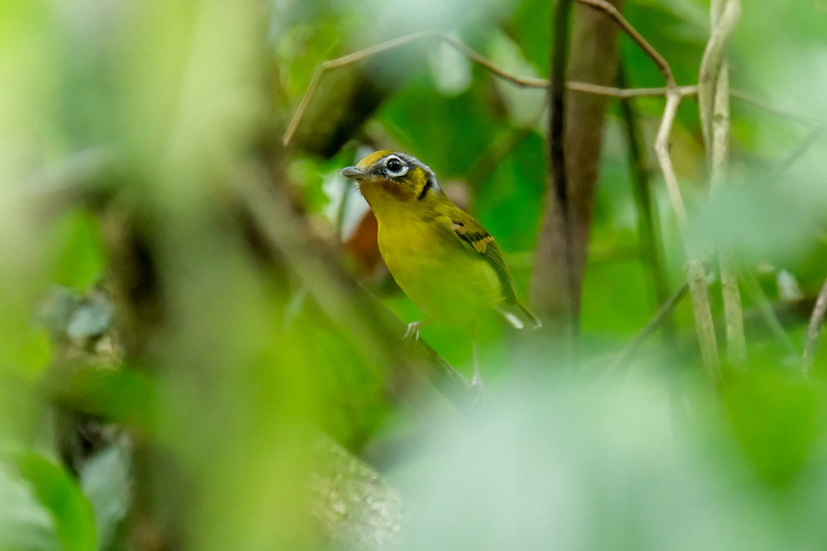 Black-eared Shrike-Babbler - Oscar Vazquez