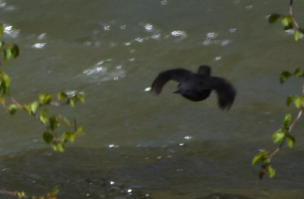 American Dipper - Annie Beckstrand