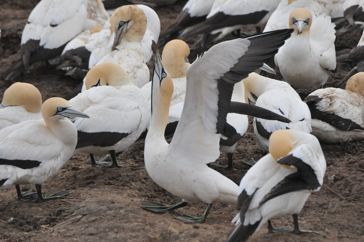 Cape Gannet - ML618936721