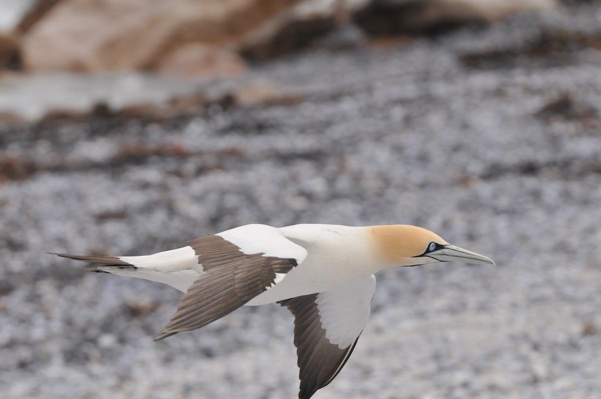 Cape Gannet - ML618936722