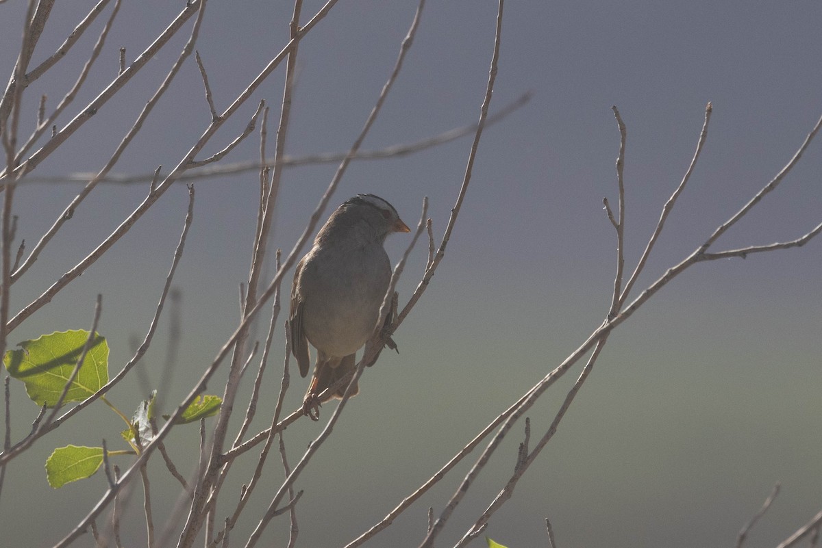 White-crowned Sparrow - Kenny Younger