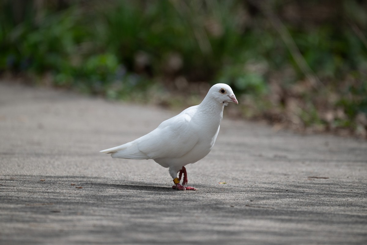 pigeon/dove sp. - ML618936731