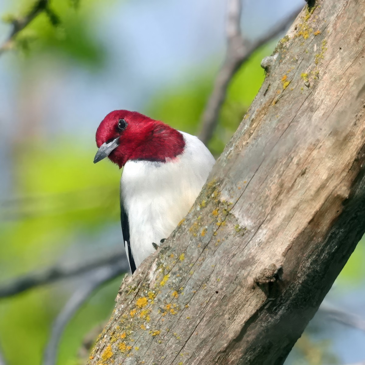 Red-headed Woodpecker - Thomas Burns