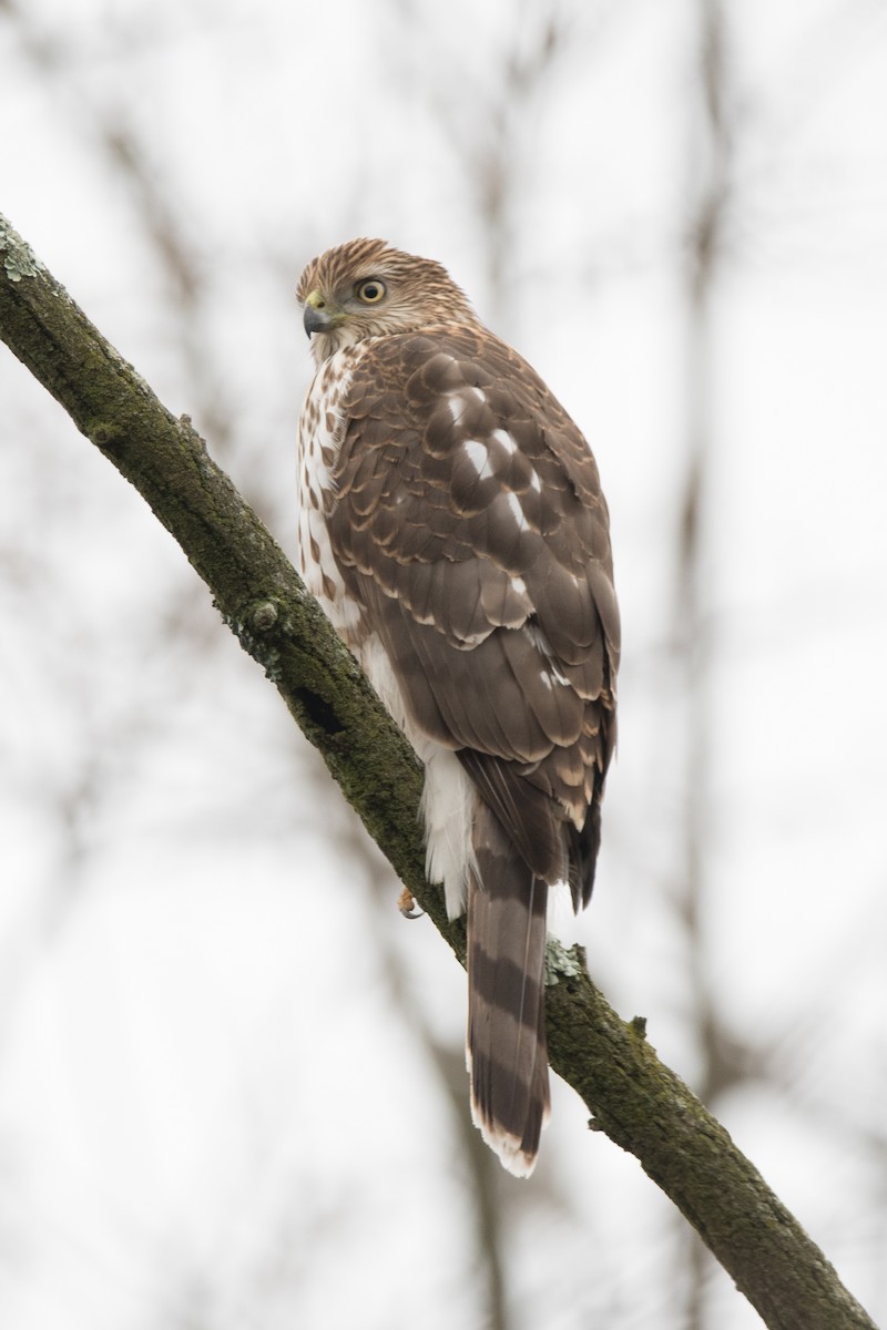 Red-tailed Hawk - ML618936737