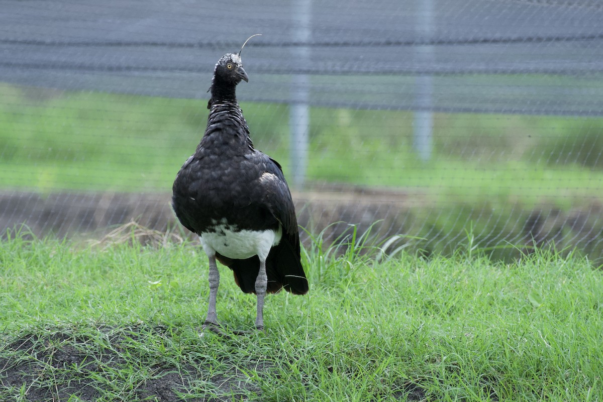 Horned Screamer - ML618936746