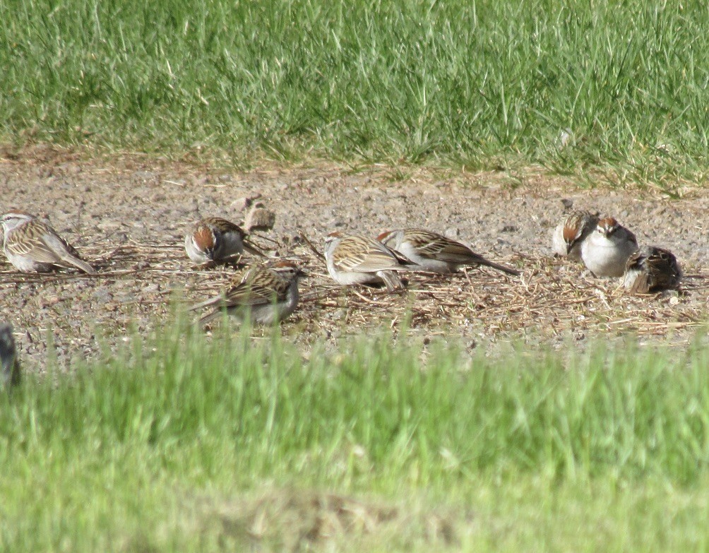 Chipping Sparrow - Laurel Armstrong