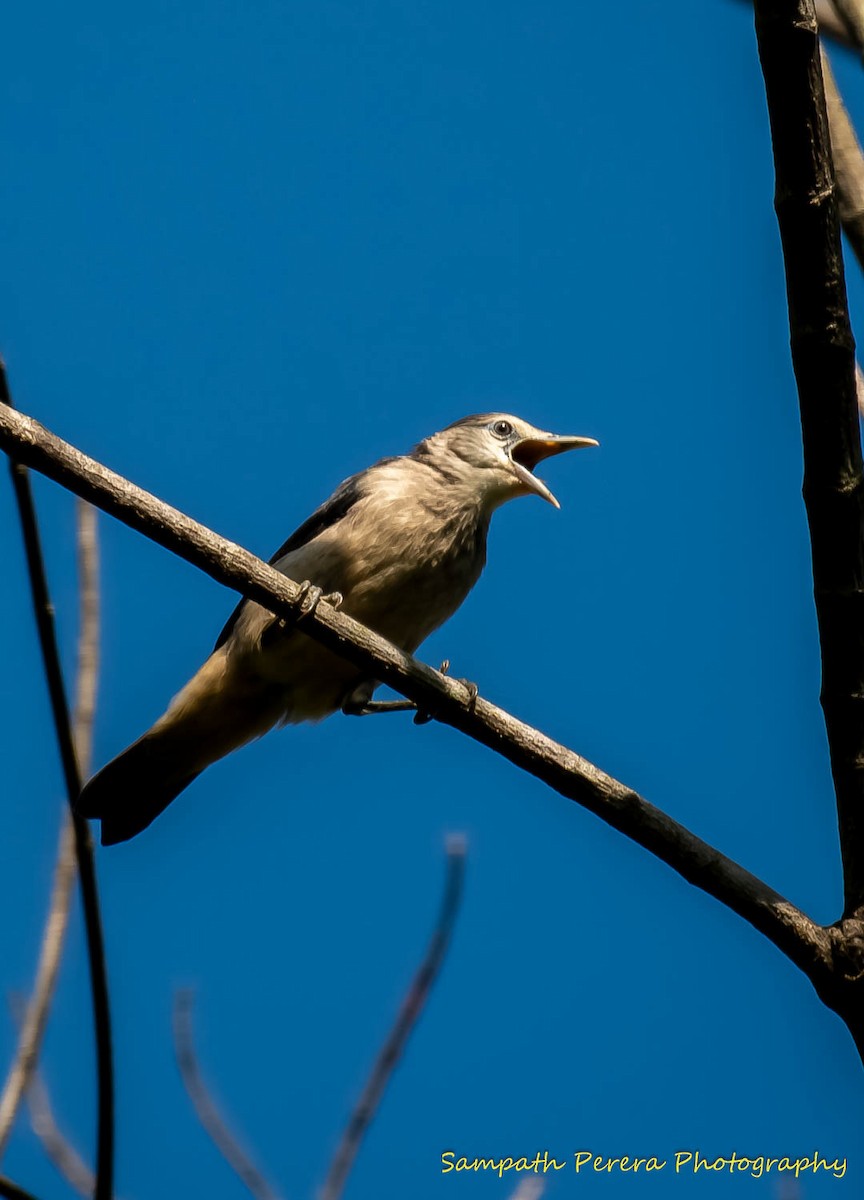 White-faced Starling - Sampath Indika Perera
