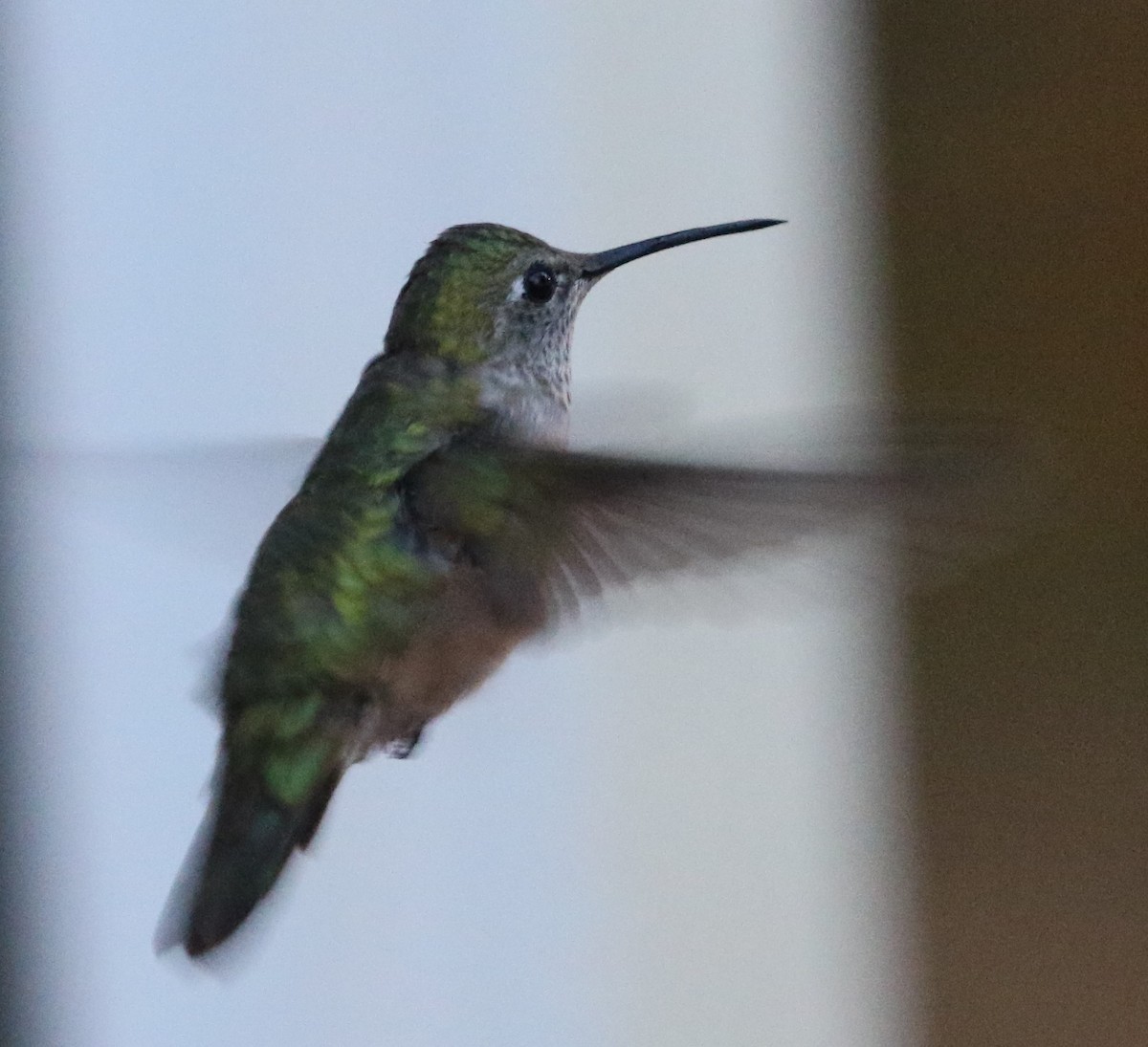 Broad-tailed Hummingbird - Jane Stulp