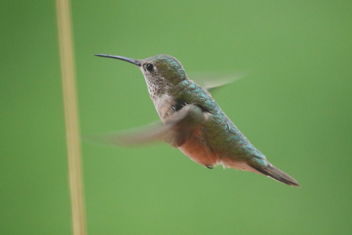 Broad-tailed Hummingbird - Jane Stulp