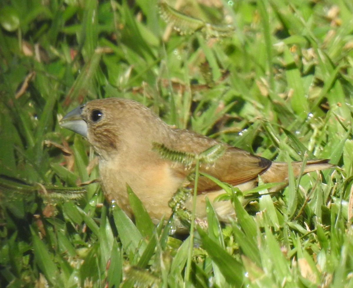 Chestnut-breasted Munia - Monica Mesch