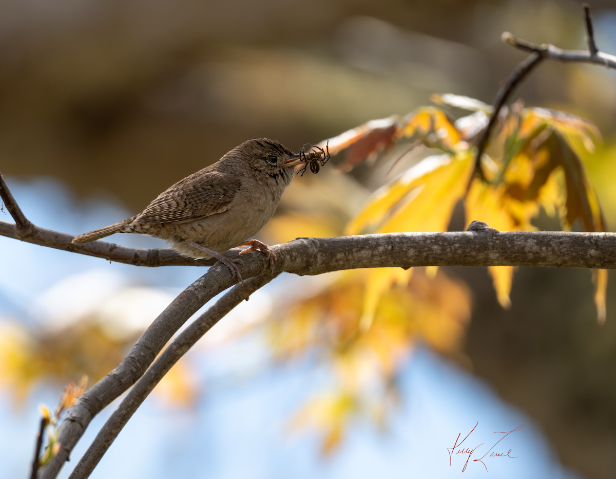 House Wren - ML618936804