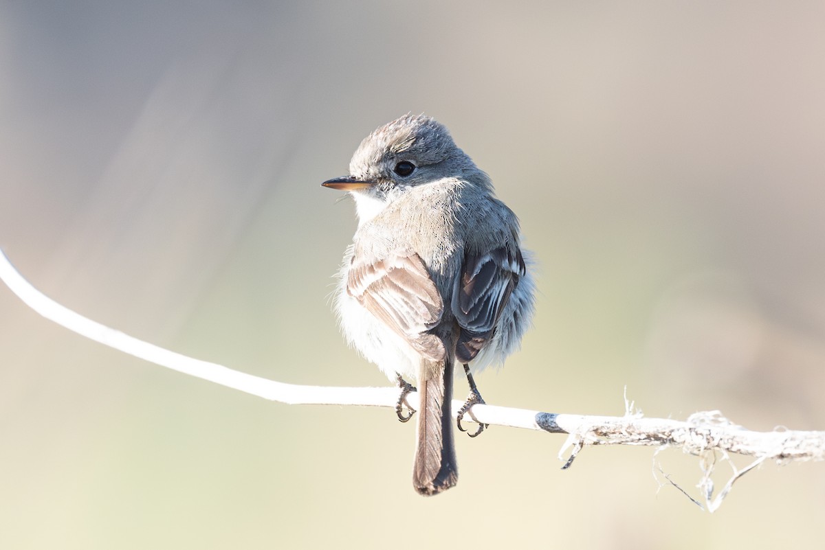 Gray Flycatcher - Mike Thompson