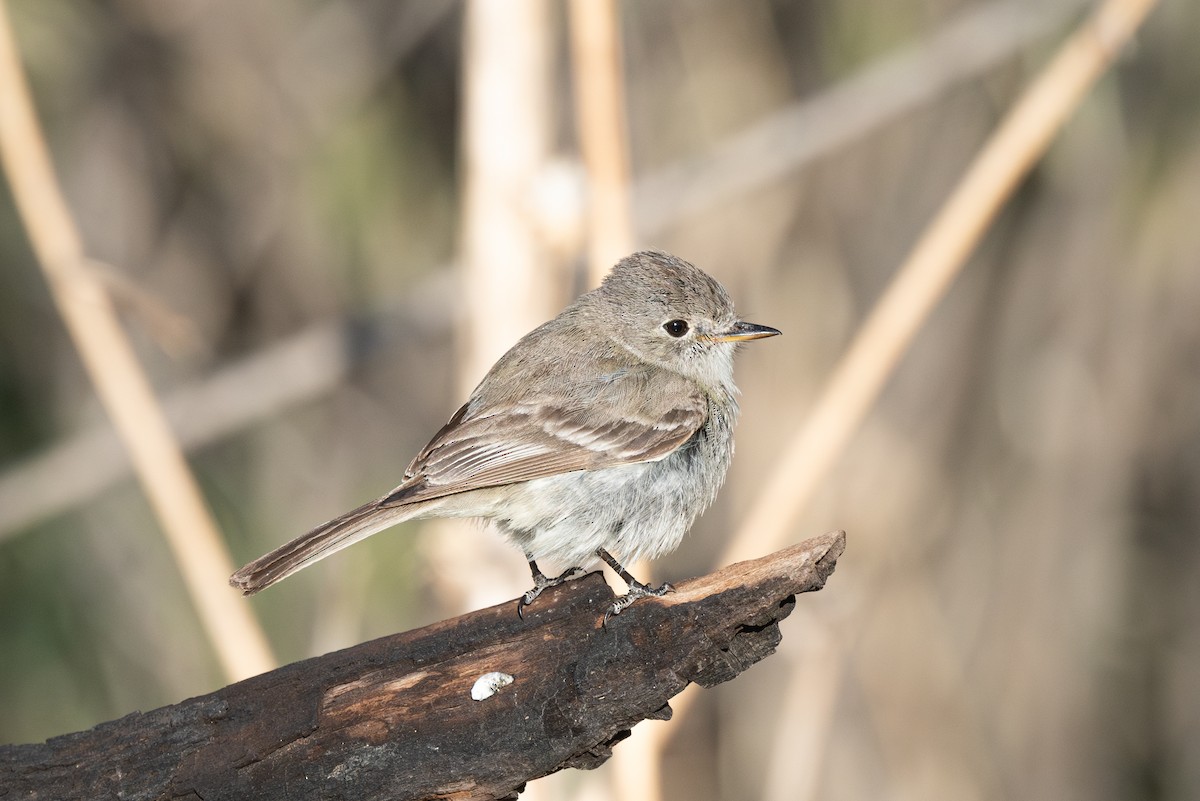 Gray Flycatcher - Mike Thompson