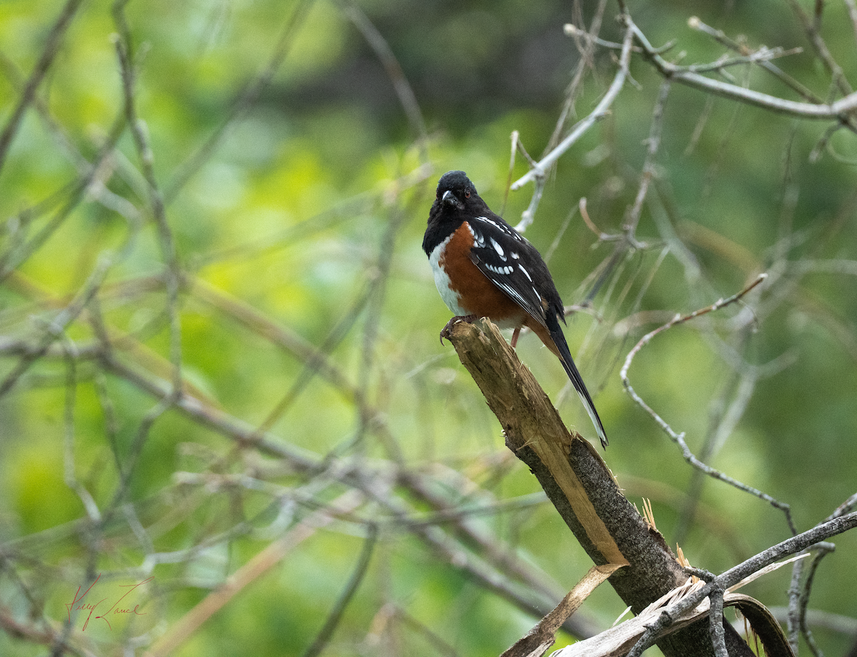 Spotted Towhee - ML618936840