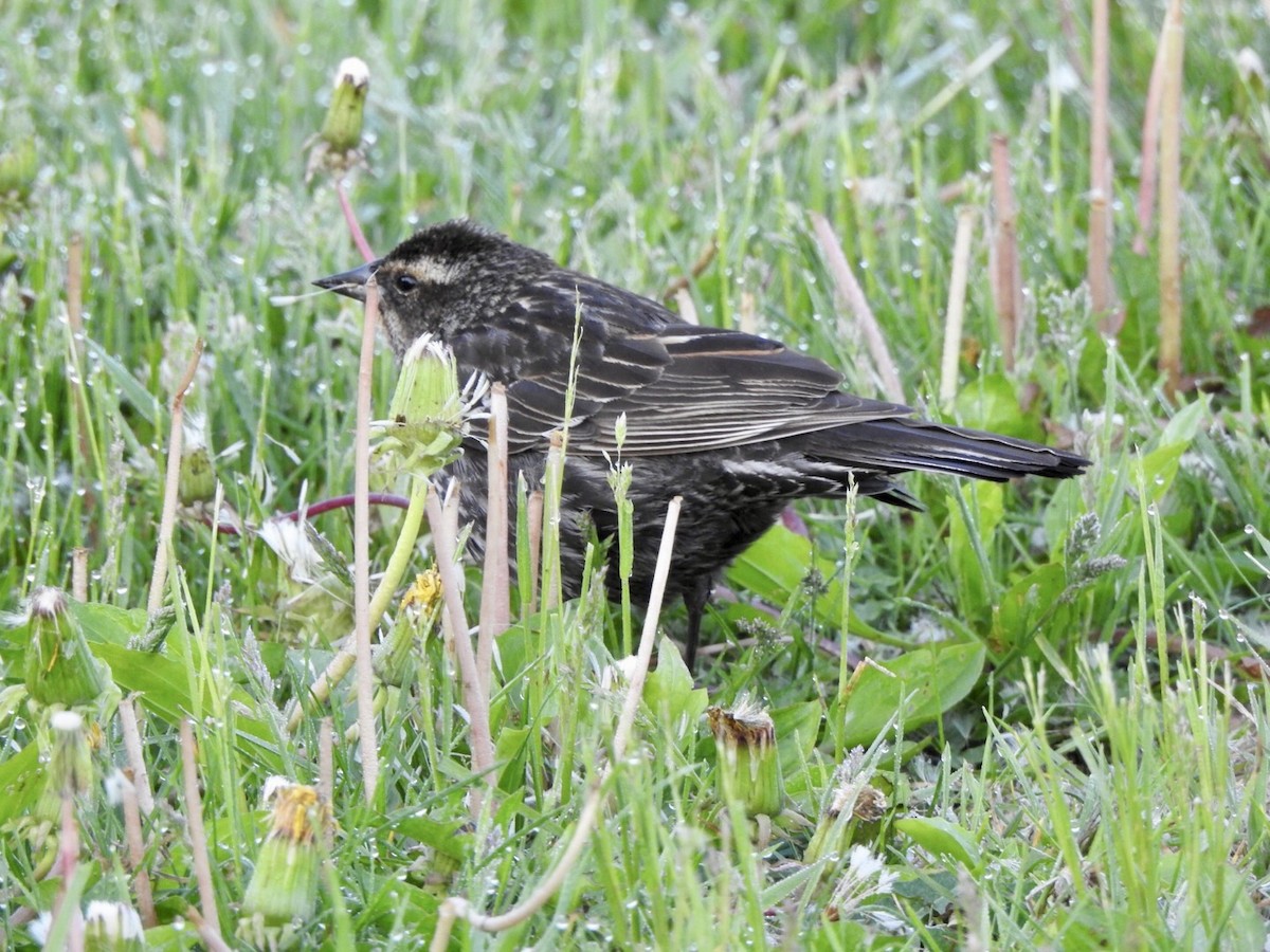 Red-winged Blackbird - Anita Hooker