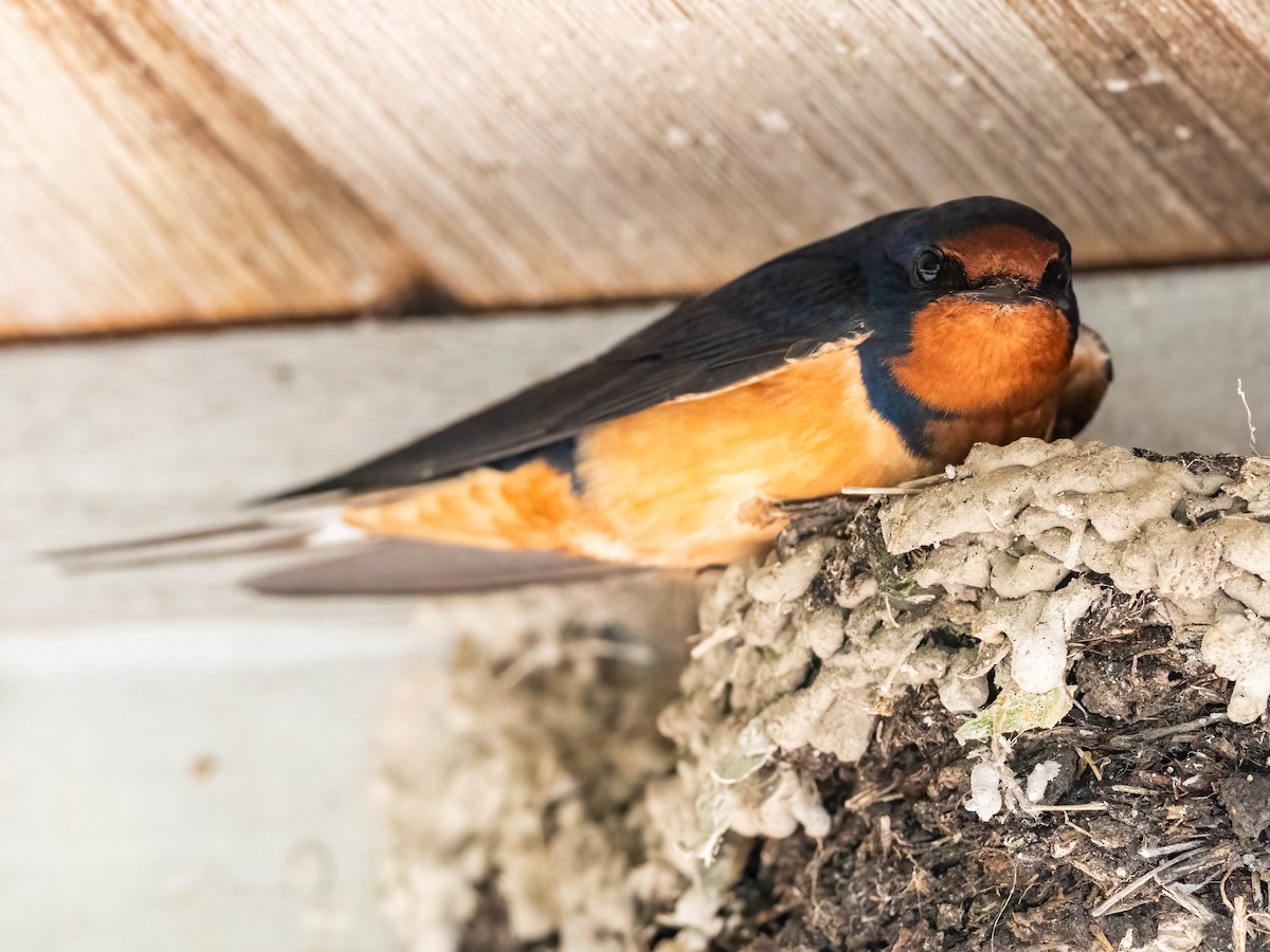 Barn Swallow - Michael & Ellen LAM