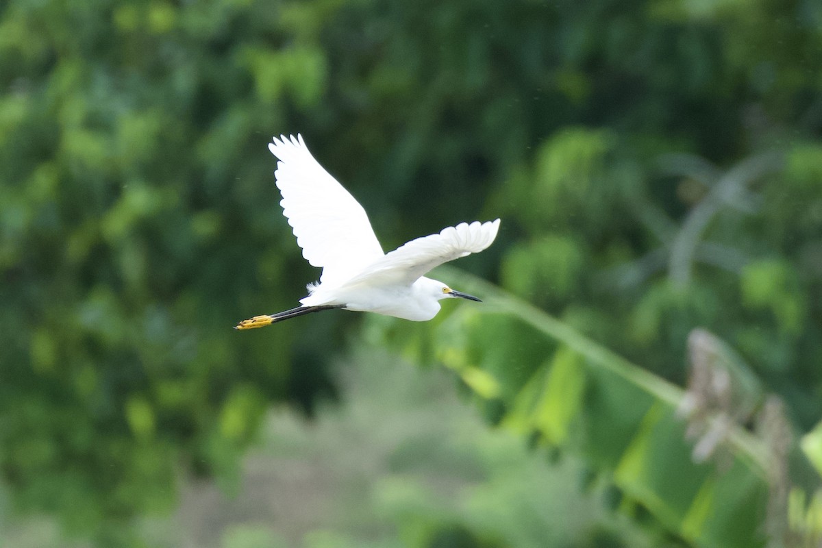 Snowy Egret - ML618936857