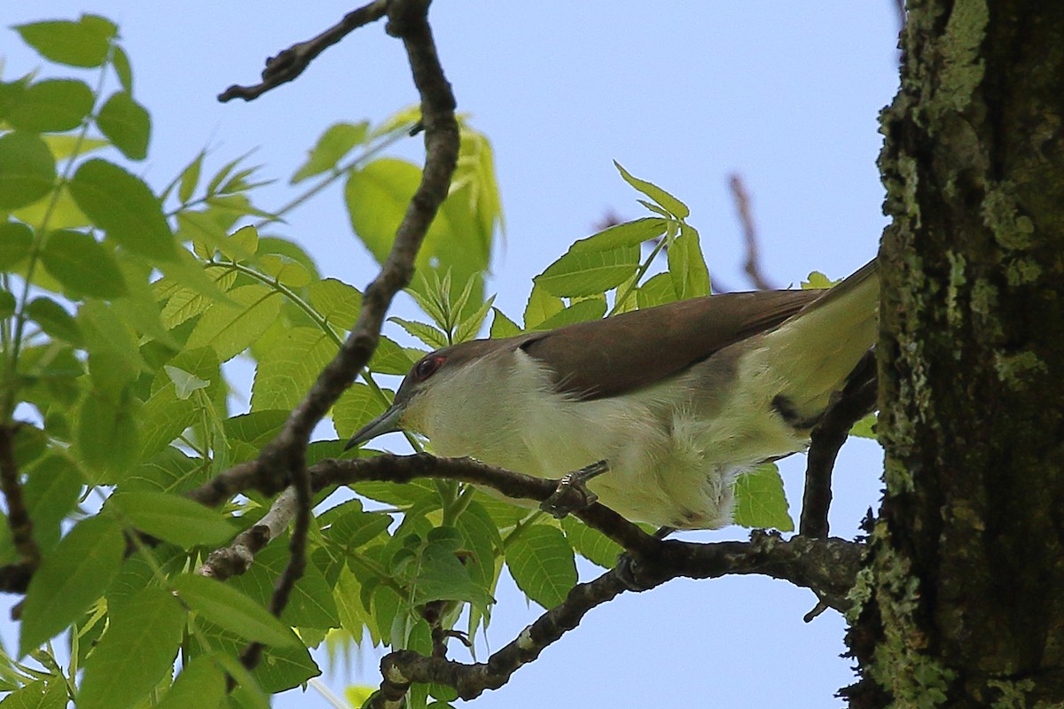 Black-billed Cuckoo - ML618936861