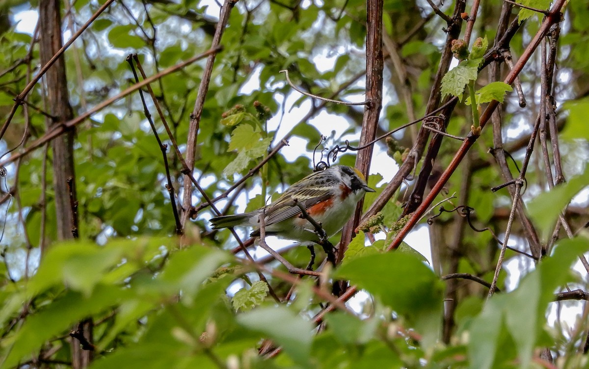 Chestnut-sided Warbler - Scot Russell