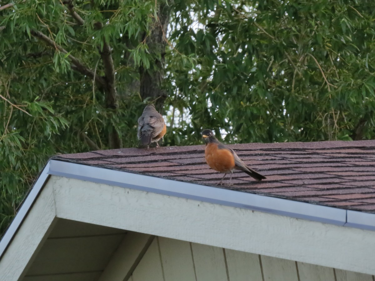 American Robin - F Alvarez