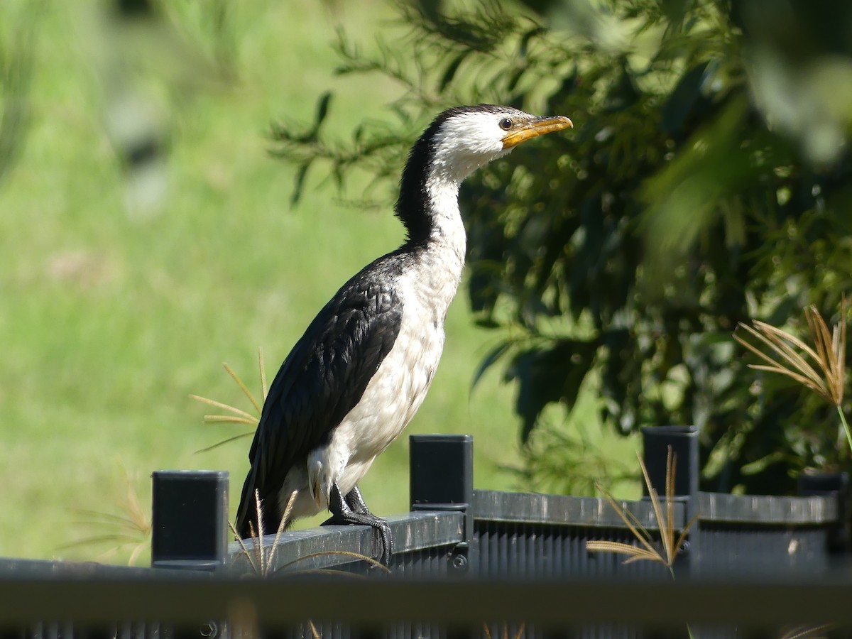 Little Pied Cormorant - Don McIvor