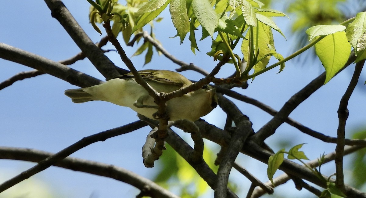 Red-eyed Vireo - Carolyn Lueck