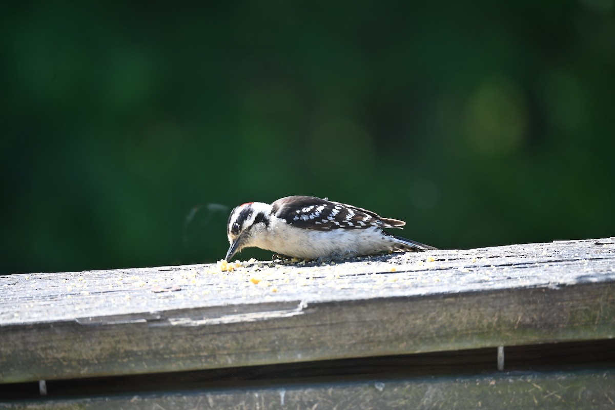 Downy Woodpecker - Dale Barlow