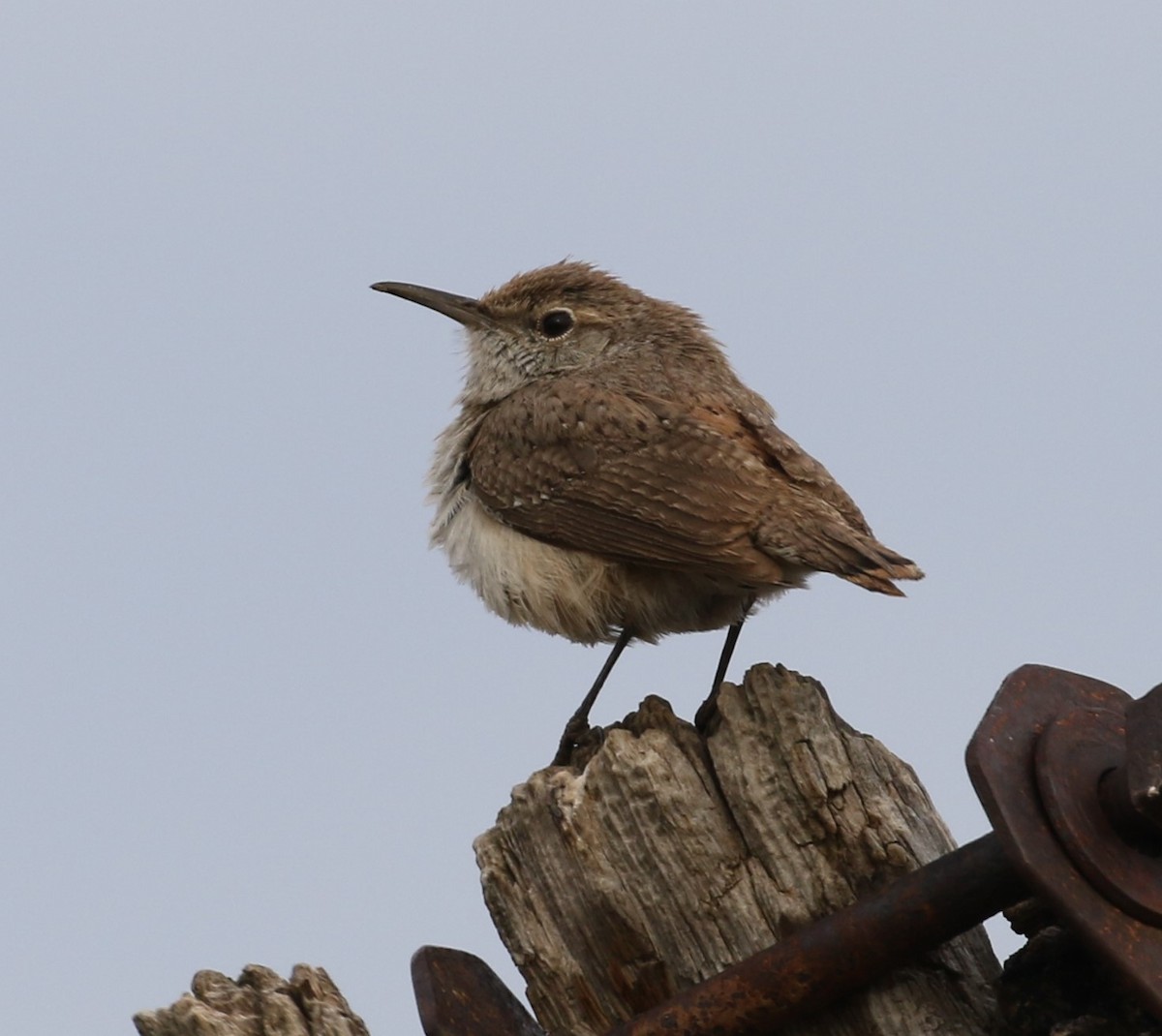 Rock Wren - ML618936897