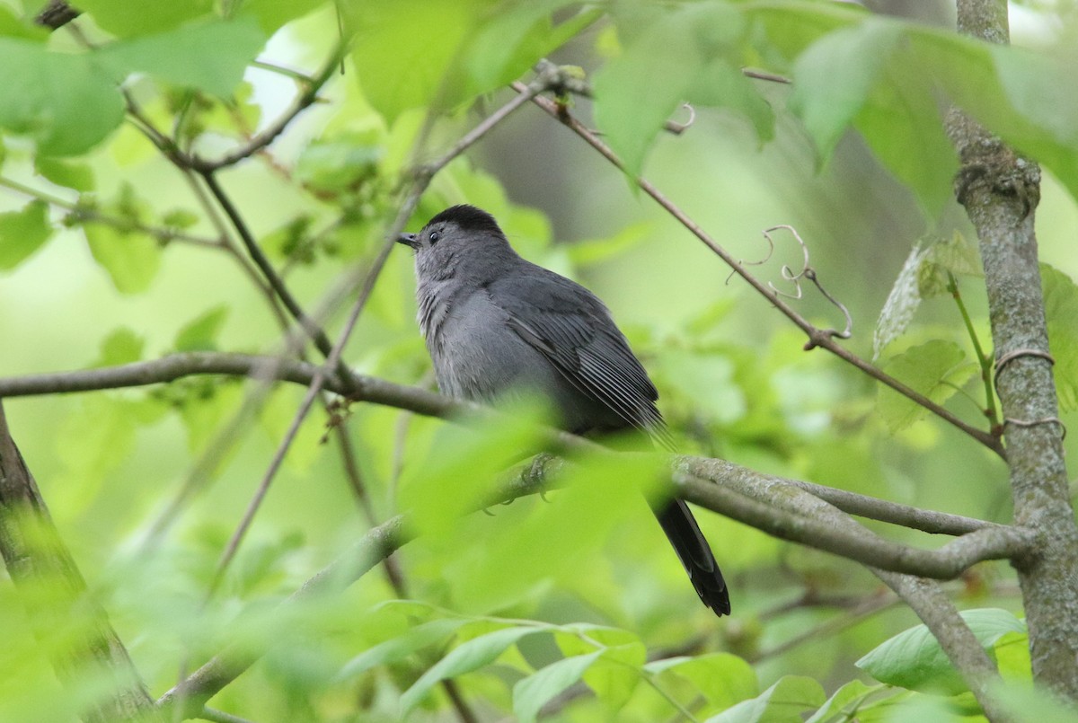 Gray Catbird - ML618936918