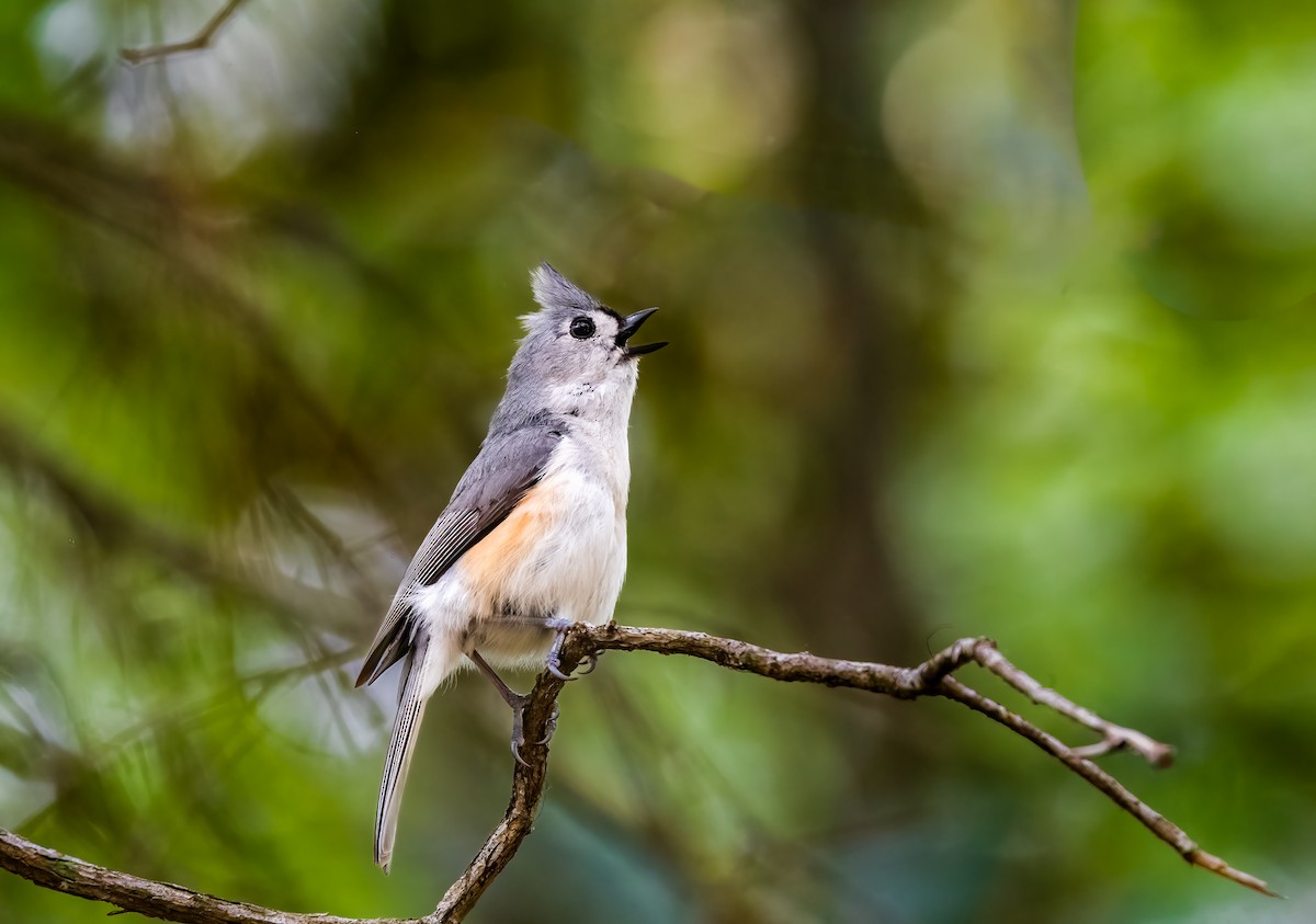 Tufted Titmouse - Jim Merritt