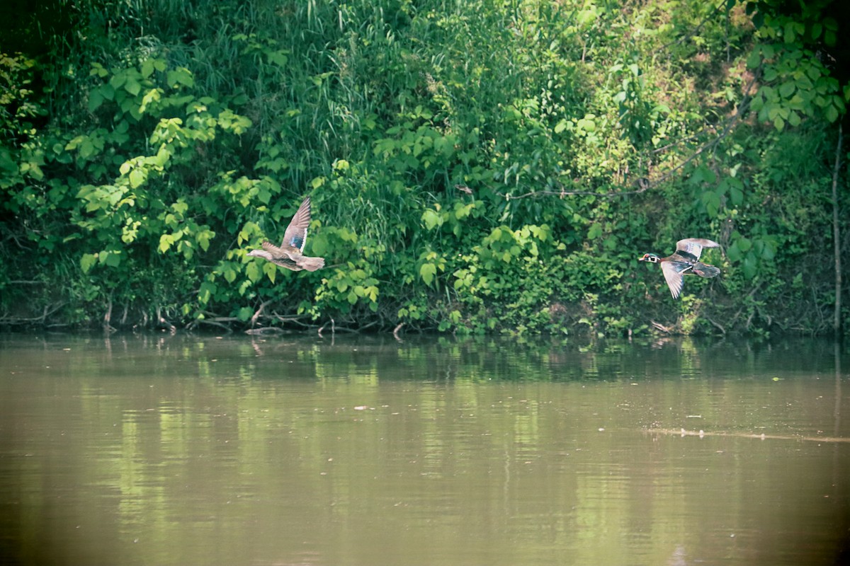 Wood Duck - ML618936929