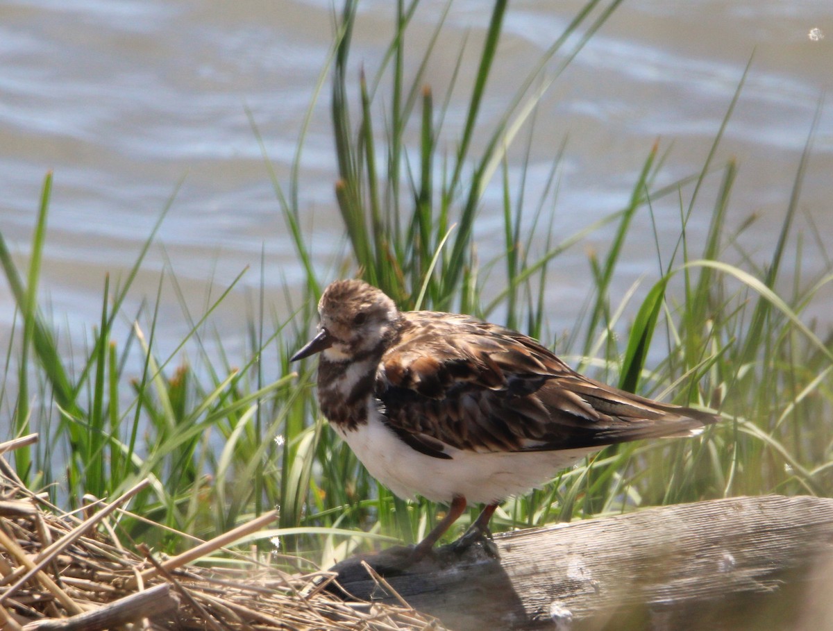 Ruddy Turnstone - ML618936967